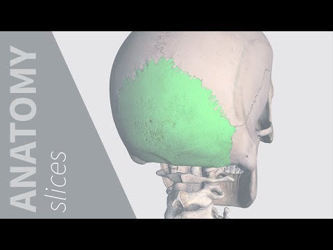Sutures of the Skull | Anatomy Slices