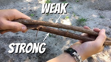 BEST VINE FOR MOCK SCRAPES: American Grape or Virginia Creeper?