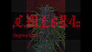 831 CML- Northern Gangsta Shit