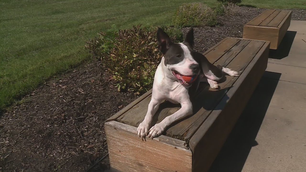 Dogs face fall allergies: Symptoms and treatment options