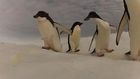 Australia Antarctic mission focuses on penguin poo