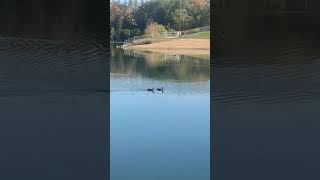 Rochester Minnesota, Foster Arend Park rainbow trout fishing #Shorts