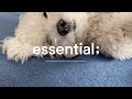 Playlist 오늘은 강아지랑 뒹굴뒹굴 편안하게 듣는 포근한 팝송 With 독이츠에브리띵 Cozy Pop At Home Playlist 오늘은 강아지랑 뒹굴뒹굴 편안하게 듣는 포근한 팝송 With 독이츠에브리띵 Cozy Pop At Home