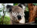 Cute koalas  relaxing film with amazing scenery and calming music