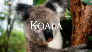 CUTE KOALAS - Relaxing Film With Amazing Scenery and Calming Music screenshot 3