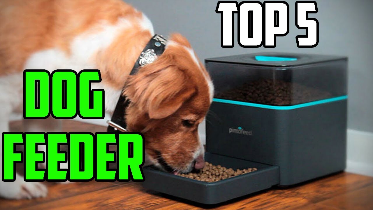 automatic feeder for large dogs