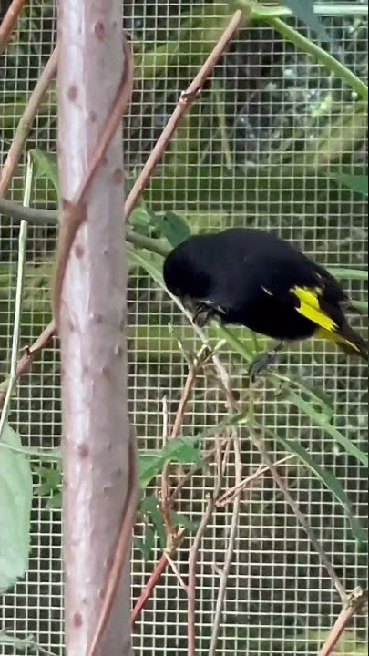 Red Siskin & Black Siskin | Bird Aviary | Bird Sounds