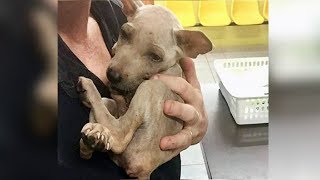 Relieved Homeless Puppy Clings To His Rescuer When He Knows He’s Finally Safe