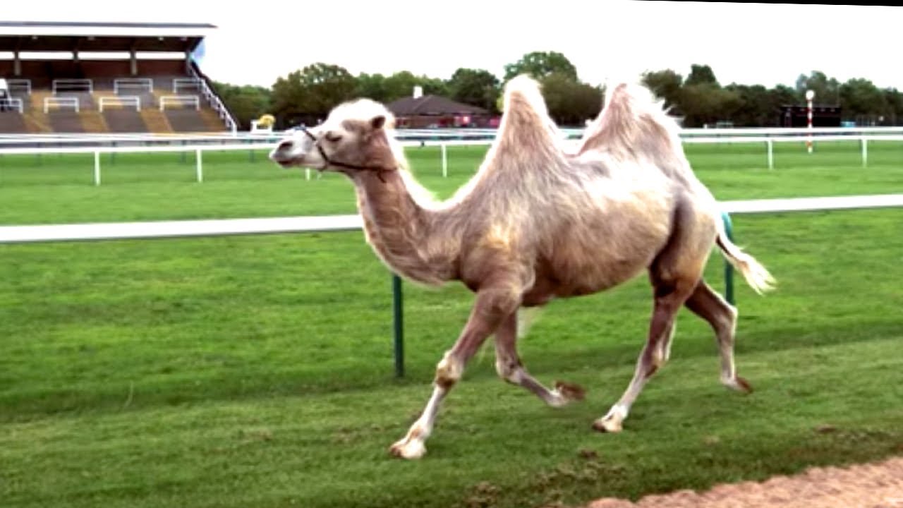 Camel Racing In Slow Motion Feat. Epic Fall | Slo Mo from Earth Unplugged