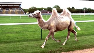 Camel Racing In Slow Motion Feat. Epic Fall | Slow Mo | BBC Earth