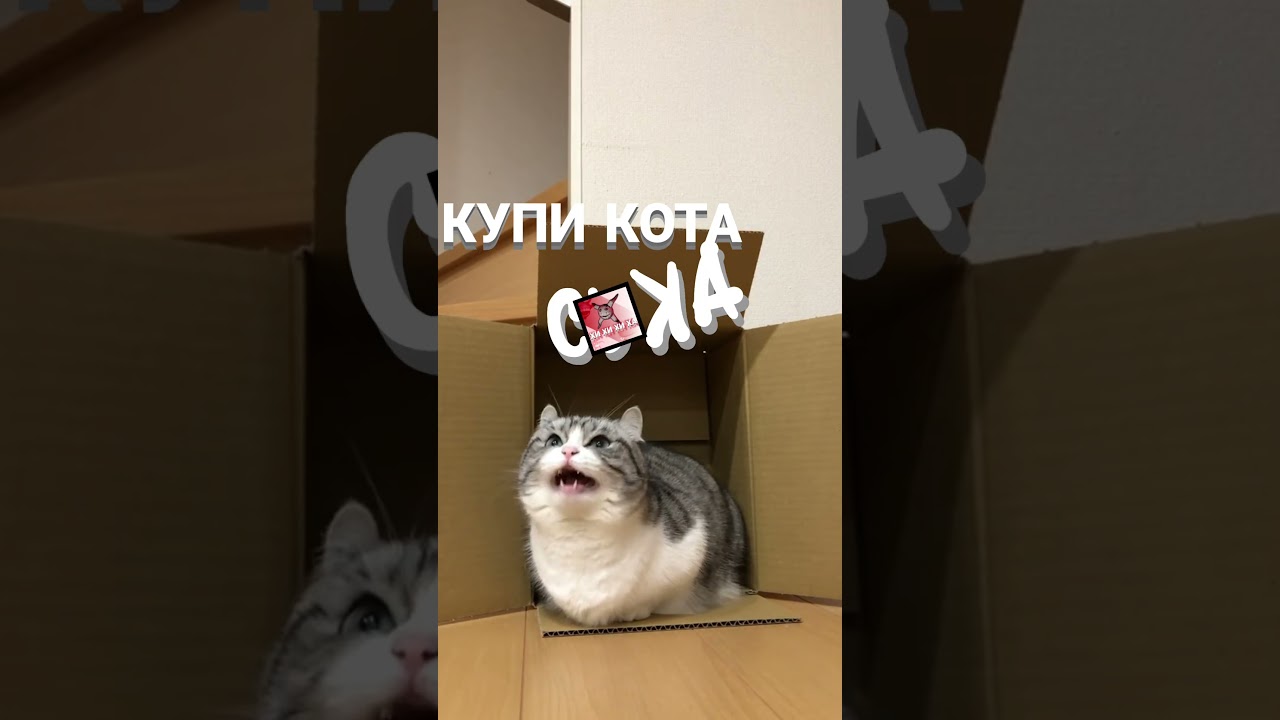 КУПИ КОТА 