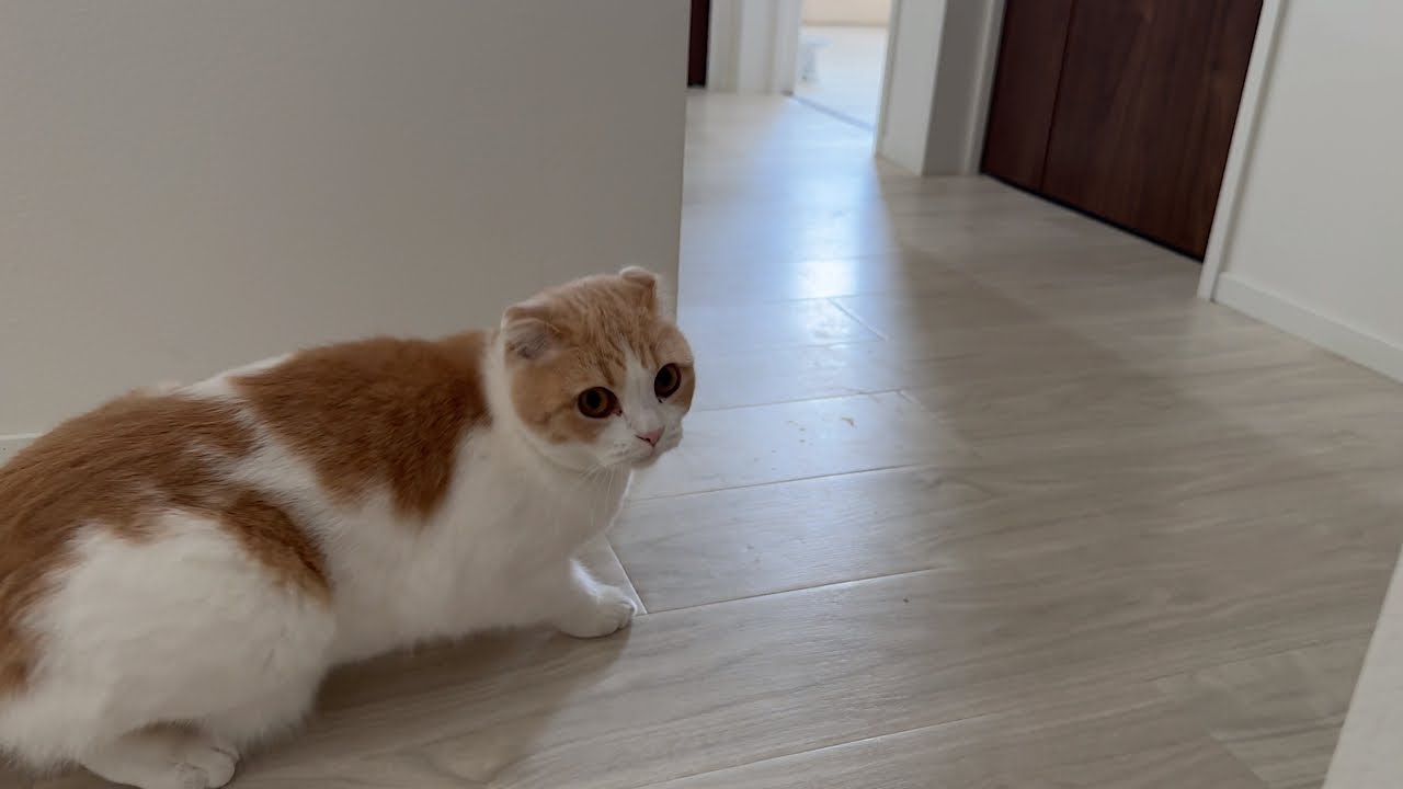猫が急に何かに怯えはじめたので部屋を確認しに行ったらまさかの