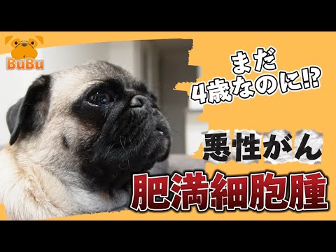 悪性ガン肥満細胞腫で手術した4歳のパグ【パグ犬BuBu】