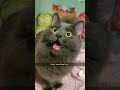 When the catnip hits 😮‍💨🌱😹 #Cats #Catnip #funny #pets