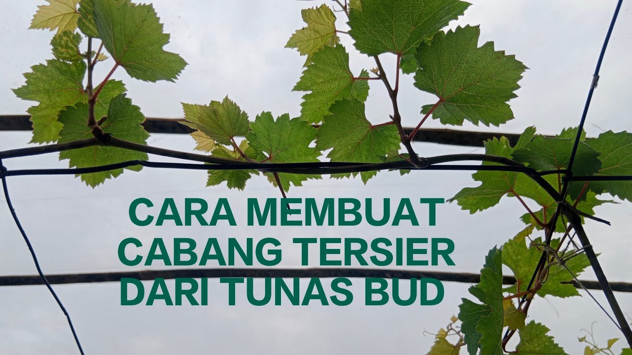 CARA MEMBUAT CABANG TERSIER DARI TUNAS BUD DARI AWAL PEMBENTUKAN?!