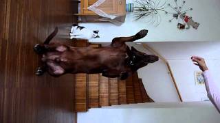 Max - Jagdhund-Mischling - Männchen