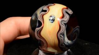 Trivalve Mollusk Marble In Hd