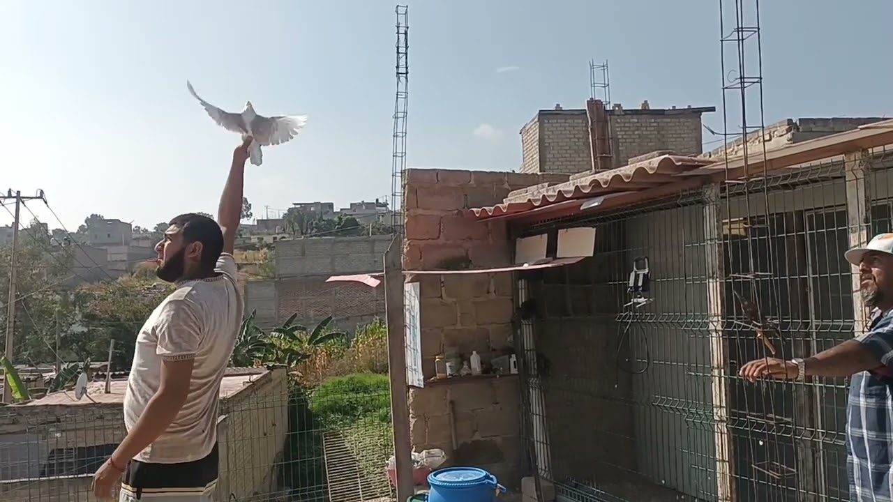 campeones club la mesa 480 ks  Diego y Luis martinez de cerro peluche vp.pichones  2024