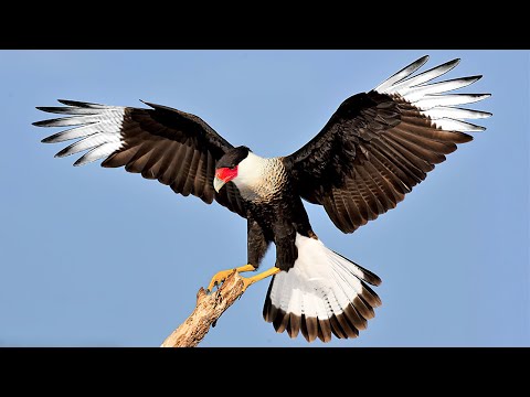 10 Most Beautiful Caracaras in the World