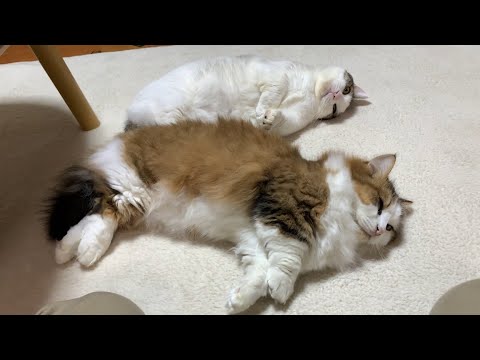 クスっと笑えるひのき猫短編集Part16