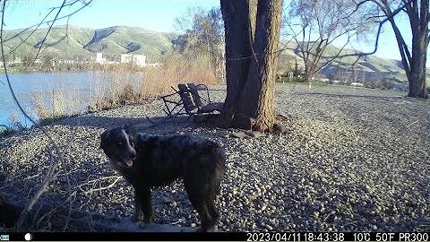 CREATIVE XP Trail Camera with wifi and night vision