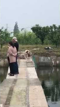 gara gara liatin Janda Si Anj*ng nyebur ke kali #shorts