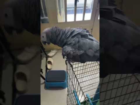 Smart boy dancing