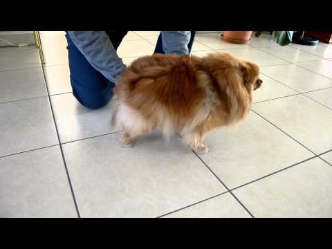 Video: Rückenmarksstörung Durch Verstopfte Blutgefäße Bei Hunden