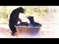 BEAR SIBLING RIVALRY over the TUB