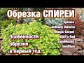 ОБРЕЗКА СПИРЕИ.  Стрижка спиреи японской после цветения.