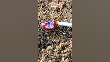 Amazing video unity effort 🐜👀#shorts #ytshorts #viral #unity #tiktok