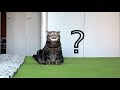 Что кот тайно делает на кровати?; What does cat secretly do on a bed?