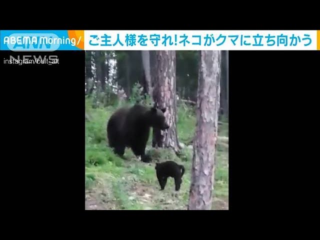 ご主人様を守れ ネコがクマに立ち向かう ロシア 21年8月5日 Youtube