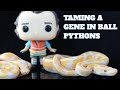 Proving out a Ball Python genetic
