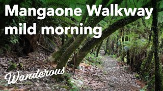 Walking the Mangaone Walkway woodland track