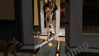 soon as I get home... #coyote #raccoon #pitbull #weavethecoyote #johnnyringtail #duckholliday