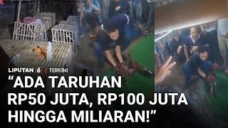 Wow! Viral Judi Sabung Ayam di Gowa Sampai Miliaran Rupiah, Saat Digerebek Ternyata Sepi | Liputan 6