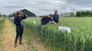 Champion Winter Wheat 2022: High Yielding Variety In The UK screenshot 4