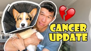 Update on My Corgi's Cancer Treatment || Life After College: Ep. 743 by VlogAfterCollege 332,900 views 1 year ago 16 minutes