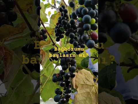 Kanalıma abone olursanız