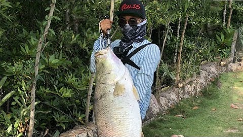 Câu cá Chẽm khủng 32# -Lure cá Chẽm 13kg & Cuộc Chinh phục cá chẽm siêu khủng bằng UL quá gai cấn