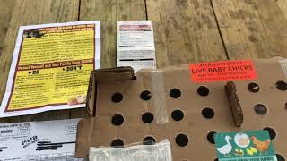 Cackle Hatchery Unboxing! The Baby Chicks are Here!