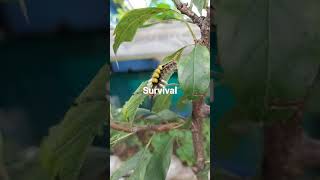 Caterpillar Enjoy With Leaf