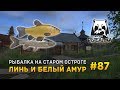 Русская рыбалка 4 #87 - Рыбалка на Старом Остроге. Линь и Белый Амур