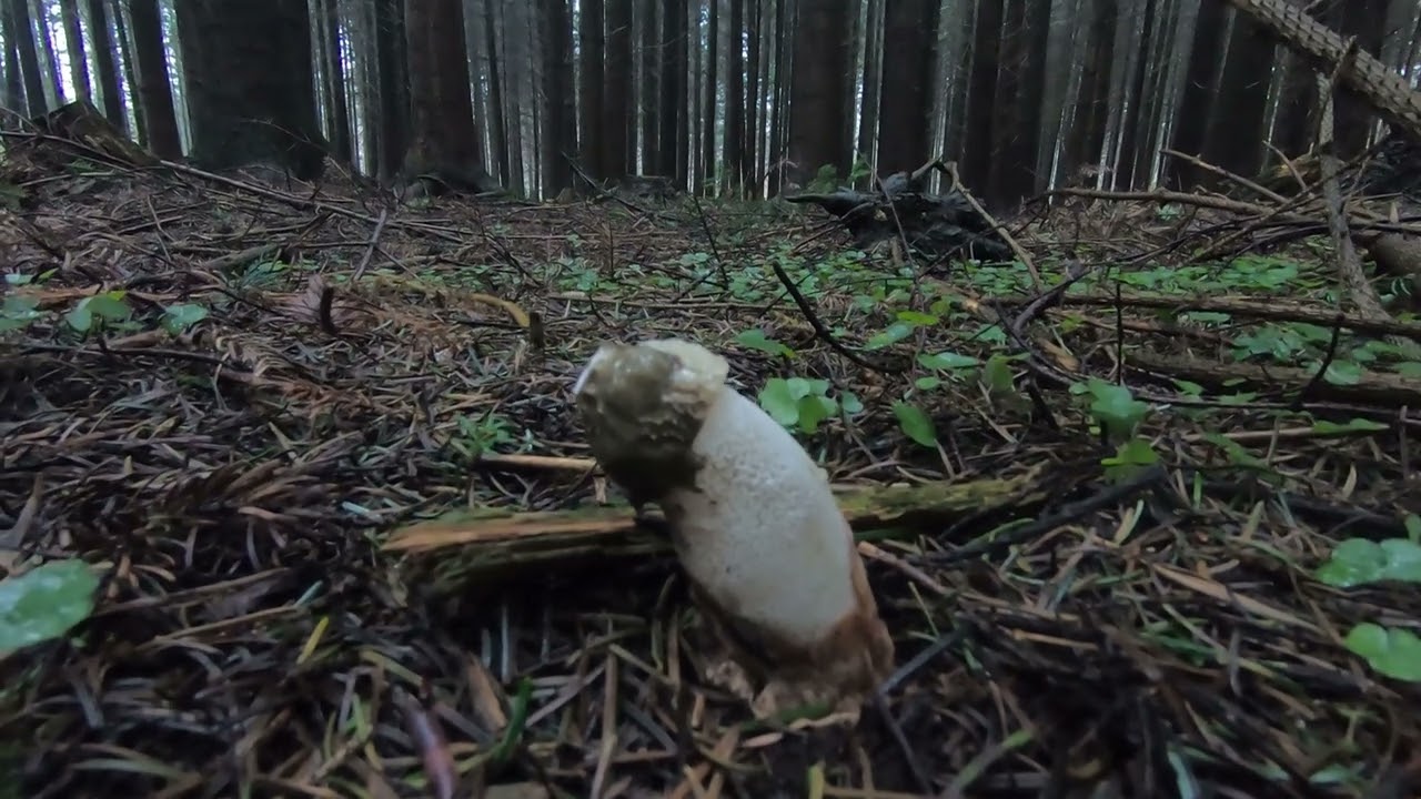Forest mushroom "Priest's dick"