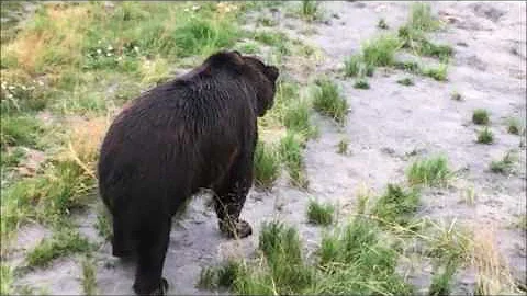 B A S U eAlarm vs. Grizzly Bear