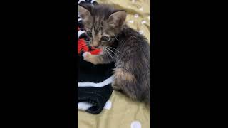 Stray Kitten was fostered after we found wondering around, she almost got hit by a motorcycle.