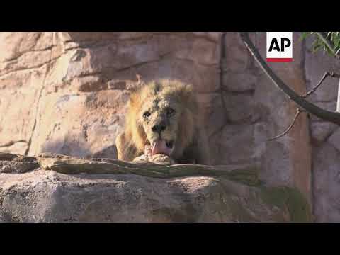 Morocco celebrates history of beloved Atlas lion