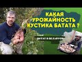 Батат выращивание.  Урожайность кустика батата