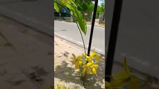 Beautifully Blossomed Flowers Ii New Delhi Ii Pollution Ii Scorching Heat